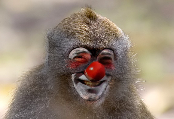 Clown Montréal