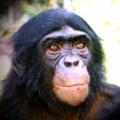 Ce singe est un...