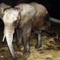 Comment différencier l'éléphant d'Asie de l'éléphant d'Afrique?